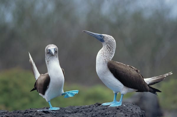 Draw a Picture of a Bird